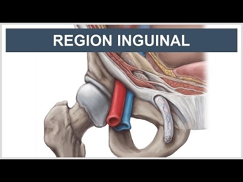 Anatomía de la región de la ingle