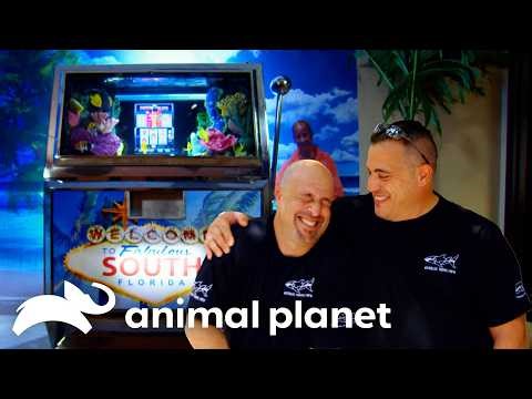 Fish Tank Inside of a Slot Machine?! | Tanked | Animal Planet