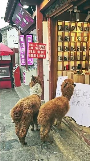 Discover the Beauty of Dali Ancient Town