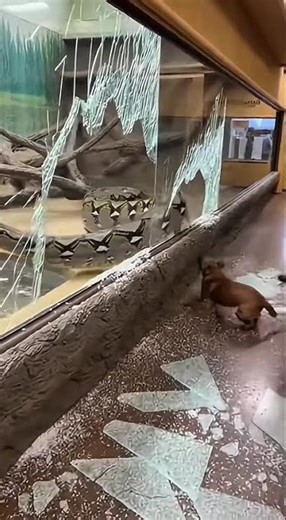 A Giant Python Breaks the Glass…