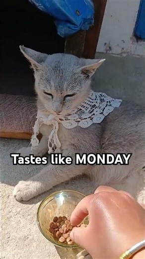 Throw it out the window 😂,#catshorts, #catlovers 😆