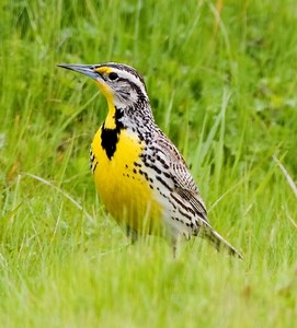 Western meadowlark - Alchetron, The Free Social Encyclopedia