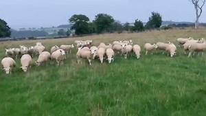 1.3K views | Sale of Breeding Sheep followed by Sale of Store and Feeding Sheep, including show of Blackface wedder lambs  Tomorrow 6th September ⏰ 11am Stirling Agriculture Centre Below cinsignemt of Victoria Texel X ewe lambs, on Heptavac P system. | United Auctions - Livestock Auctioneers | Facebook