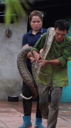 Farm Under Attack! Giant Python Caught to Save Livestock 🐍🔥