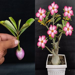 451K views · 10K reactions | How To Grow Adenium Plant From Cutting In An Onion | Rana Craft | Facebook