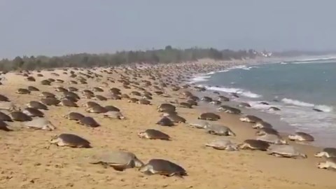 Hundreds of sea turtles take over beach for mass nesting