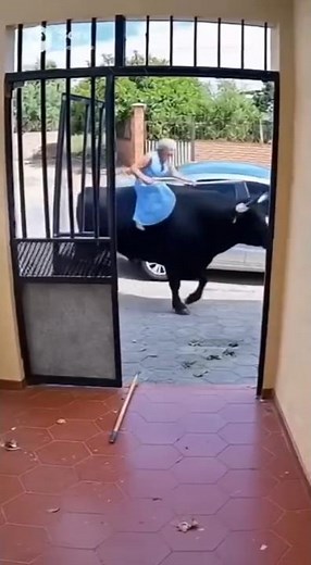 🐂 Grandma rode a bull… and look how it ended 😂