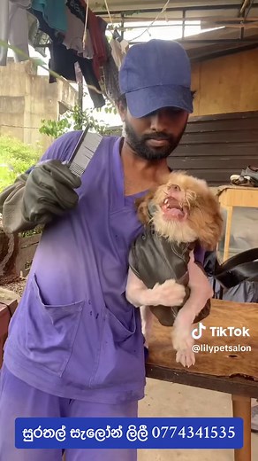 Lily pet salon on TikTok