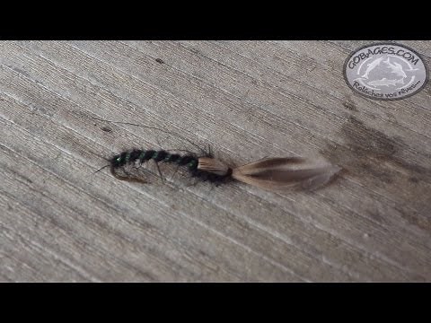 Montage d'un chironome émergent