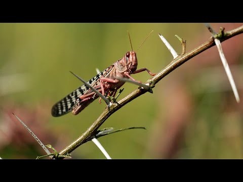 A new wave of locust swarms in the Horn of Africa