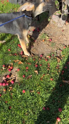 25K views · 353 reactions | UPDATE: ADOPTED! Looking for a puppy...