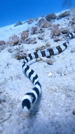 Hey folks, check out this fascinating creature. Meet the Snake Eel, the ultimate contortionist of the seas! 🐍💦 Now, let me tell you something about this slippery slitherer. The way it moves underwater is nothing short of mesmerizing! It’s like watching a gymnast perform an acrobatic routine with a twist of magic. I mean, seriously, who needs a yoga class when you have the Snake Eel demonstrating its insane flexibility? This creature puts even the most seasoned yogis to shame! The Snake Eel’s m