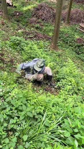 手鎌で草刈るのがわしのスタイルだに！