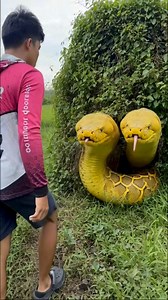 28K views · 470 reactions | Yellow python duhay ulo. #atorrneyreyvlog. This video is edited for entertainment purposes only. | Atorrneyrey Vlog | Facebook