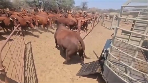 A breeding bull is unloaded onto a farm full of cows... By the reaction, you can just imagine the dialog bubbles... The cows are all cat-calling him and he's going, "Ladies...ladies... I need to be wined and dined first..." 😀 | M.A. Rothman