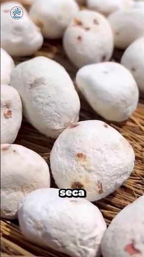 Chuño: the Andean food that can last for years without refrigeration