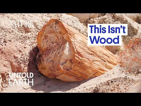 What Turned These Ancient Trees to Stone?