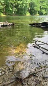5.3K views · 154 reactions | Little turtle, big world! This young painted turtle was recently released back to the wild after a brief stint in rehabilitation at SCWC. We’re always amazed at the survival instincts of young turtles. Despite their tiny size, young turtles are fully equipped to care for themselves from the moment they hatch. Good luck, little turtle! | Second Chance Wildlife Center in Clarksburg, MD | Facebook