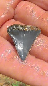 23K views · 362 reactions | Digging through the ancient ocean floor at Palmetto Fossil Excursions where many fossil Great White Shark Teeth have been found and @codyunearthed (on Instagram) found one from about a 15 foot shark! Anybody can book a dig here with them | SHRKco | Facebook