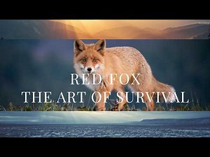 Red Fox: The Art of Survival