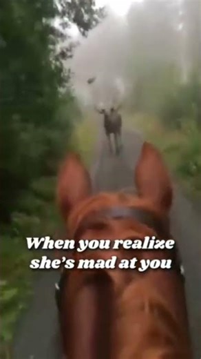 Funny horse video #horse #fyp