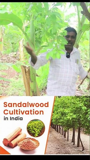 400 sandalwood trees worth 30 crores, a miracle, from planting sandalwood to selling it. Sandal w...