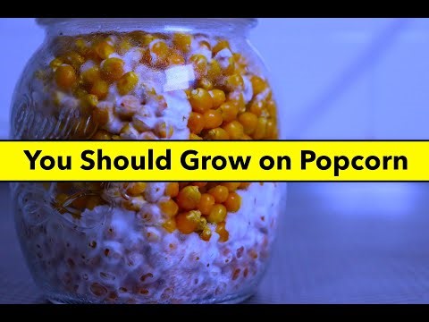 Easy Mushroom Growing: How to Make Grain Spawn with Popcorn