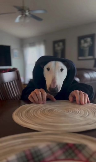 Dog Eating with Hands Videos Compilation