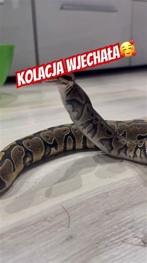 Python Regius Pyton Królewski Kolacja Wjechała!☺️ #python #pyton