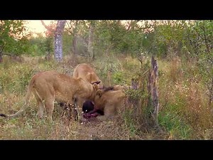 Warthog eaten alive by Lions