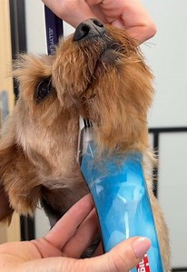 Yorkie Dog Grooming: How to Safely Remove a Coat