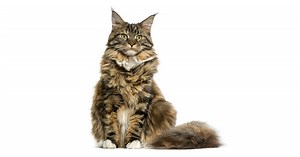 Maine Coon cat breed: Price, personality, kittens, characteristics