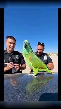 ¡LOROS FUERA DE CONTROL! 🦜 Carlos reacciona a los peores BARDOS virales 😂