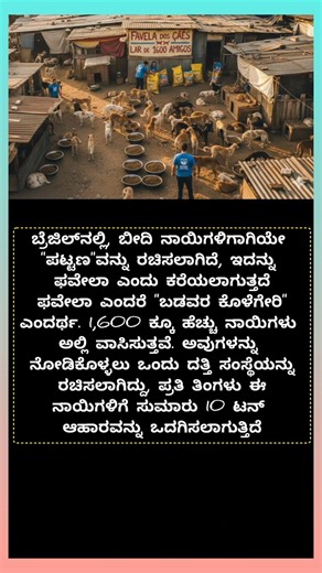 ಬೀದಿ ನಾಯಿಗಳಿಗಾಗಿ ನಗರವನ್ನು ಸೃಷ್ಟಿಸಿದ ಬ್ರೇಜಿಲ್ #streetdog #dogs #bengaluru #recipe #reels