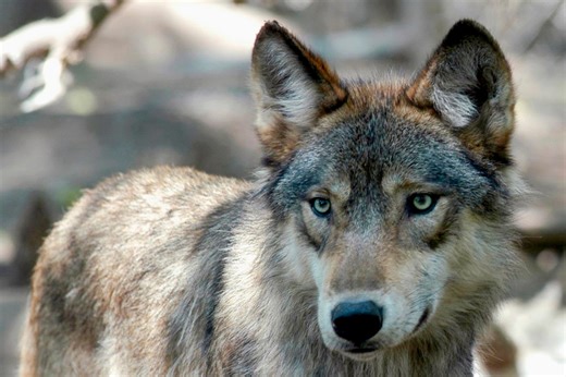 Male gray wolf dies after capture complications, CPW confirms