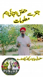 “Discover the best time to harvest Jantar fodder for maximum nutrition and protein content. Learn how the protein levels drop once flowering and pod formation starts. A must-watch for farmers and livestock owners looking to improve animal feed quality. For more updates and expert farming tips, follow Punjab Land Farms. #GuarFodder #JantarFodder #AnimalNutrition #LivestockFeed #DairyFarming #GoatFarming #CattleFarming #PunjabLandFarms #OrganicFarming #FarmerTips | Punjab Land Farms