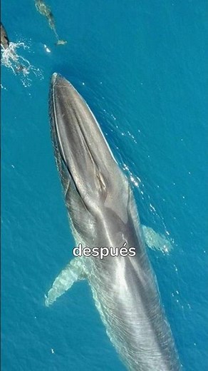 Los 10 Animales Marinos mas Grandes del Mundo