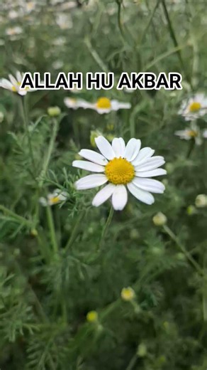 surah ghfir Quran translation Urdu turjam # #quranictranslation # #nature # #quran #surah #beautiful