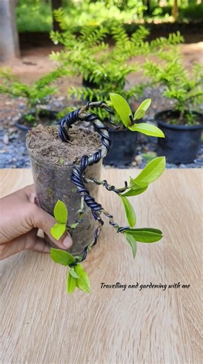 Tree Bending with Wire 🌳 | Easy Plant Training Method | @Travelling and Gardening with Me