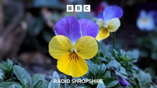 The first signs of Spring - BBC Sounds