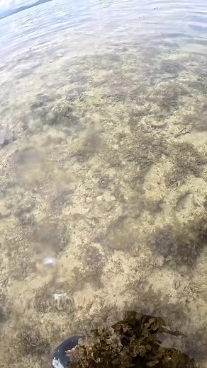 Catching Unique Seashells During Sea Adventures