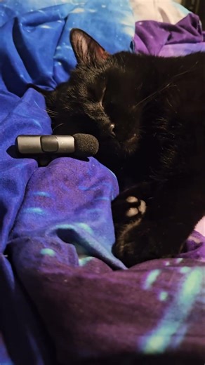 Hilarious Snoring Puppy! Poopsi's Sleep Sounds!