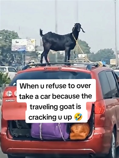 When u refuse to over take a car because the traveling goat is cracking u up 🤣 #comedy #laughter #funnygoat #dancinggoat
