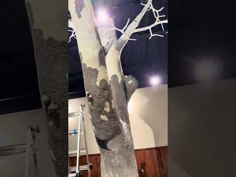 American Sycamore pt.2