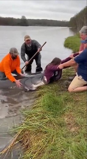 Giant Catfish Rescue — Woman Half Inside the Mouth as Mother Screams One Take