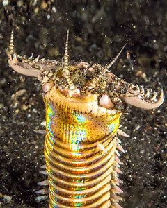 2K views · 26 reactions | Are these creatures from another planet? #CrazyCreatures | Crazy Creatures | Facebook