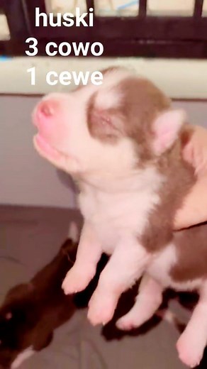 open b o o k i n g huski 3 cewek 1 cowo yg minat langsung w@ 085104796665 | Susannarudyanto