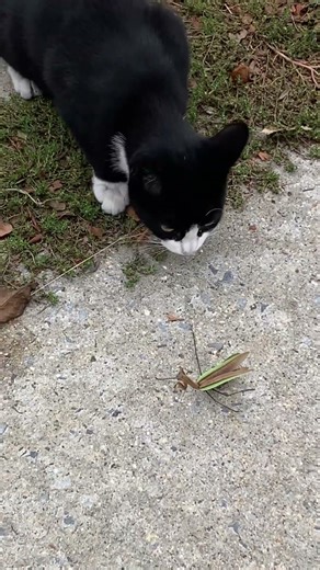 Mantis vs cat