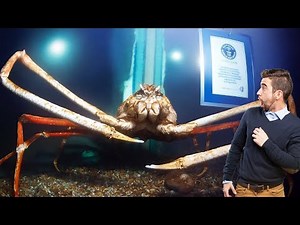 Big Daddy: The World's Widest and Longest Legged Crab