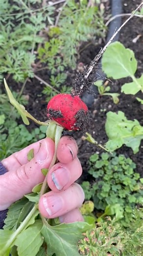 53K views · 1.7K reactions | Harvest time on this cold and windy January day. #harvesttime #winterharvest #harvesttotable #carrotharvest | Very good gardening | Facebook